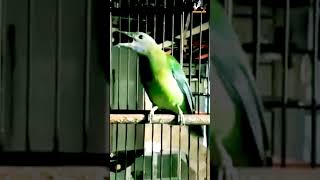 Download lagu Cungkok betina nembak kasar #shorts #cucakcungkokbetinagacor #cungkokbetinaistimewa mp3