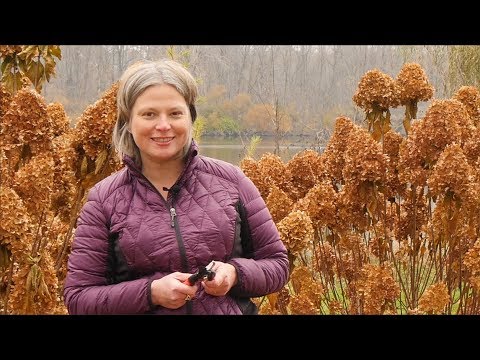 How to Prune Your Panicle Hydrangea in Fall