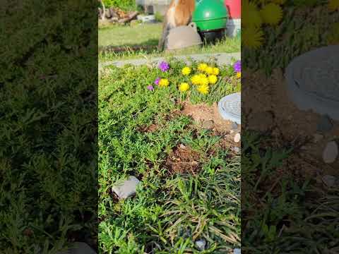 ロッカリー用の花の咲くグランドカバー：高山庭園を作るにはどの種を選ぶべきですか？  庭園