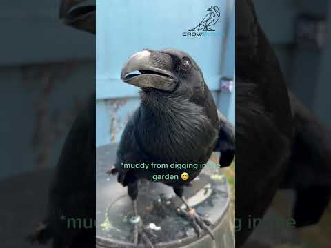 I Spent A Day With A Talking Raven