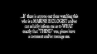 Attack of a Killer Sea Monster! Cathedral Caves, New Zealand