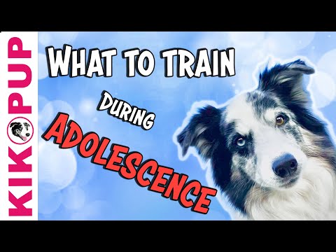 What is Clicker Training