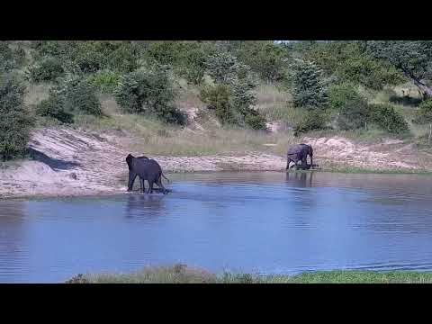Djuma: Two Elephants playing - 16:41 - 02/02/2022