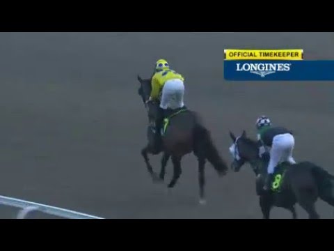 singapore horse 10 jan Race 8 | 90agency.com