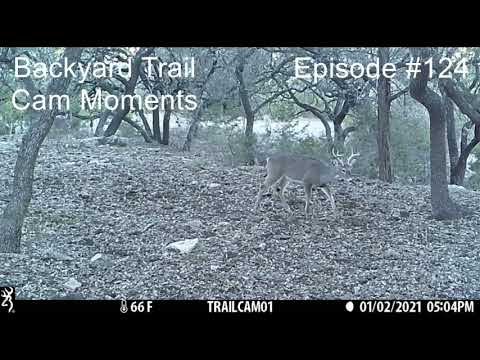 Backyard Trail Cam Moments  Episode #124