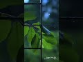 Shor Kyo Machati Hai Byshort Song