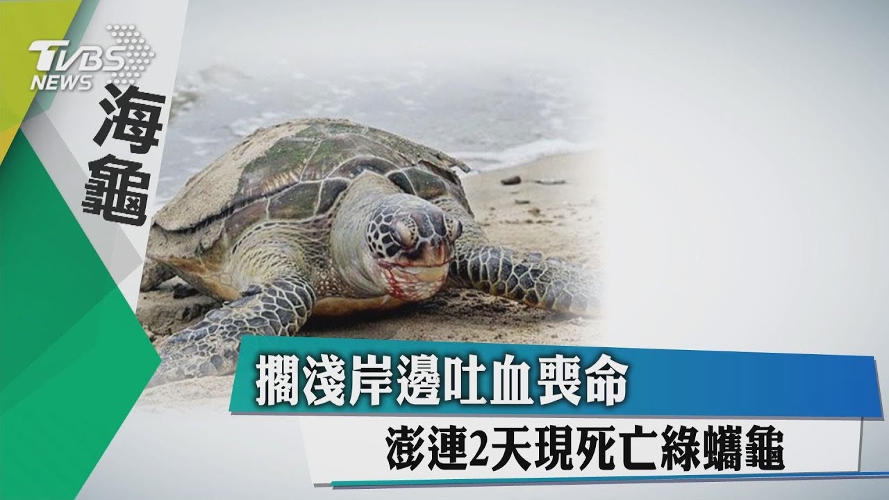 擱淺岸邊吐血喪命 澎湖連2天現死亡綠蠵龜