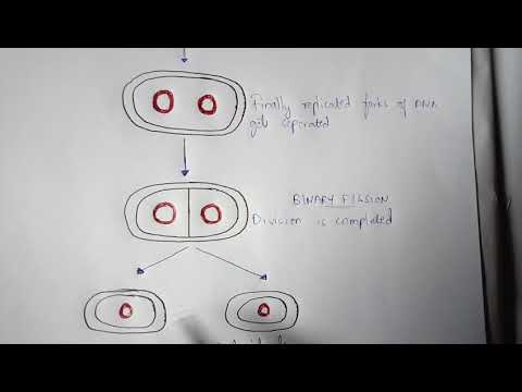 LYTIC CYCLE BY PHANINDRA GUPTHA