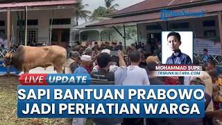 "Bruno" Sapi Kurban Bantuan Presiden Prabowo di Malinau Jadi Sorotan, Hasil Budidaya Peternak Lokal