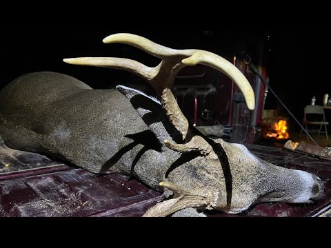 White-tailed deer hunt 2025