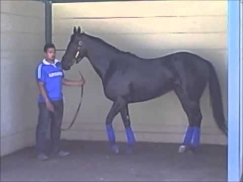 Desert Stormer Hcp. Schoolers - June 15, 2013