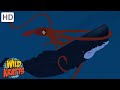 Ocean Creatures Sharks Whales Squid More Full Episodes Wild Kratts