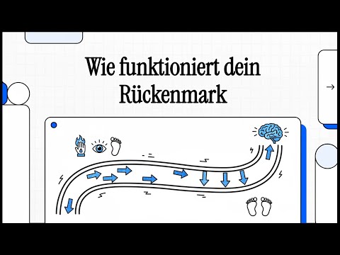 Wie funktioniert dein Rückenmark? | EINFACH ERKLÄRT