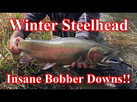 Winter Steelhead - Insane Bobber Downs