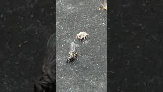 This Jumping Spider Changed Its Mind