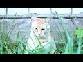 Ginger Cats Glad To See Me Every Day