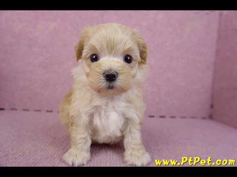 11/02馬爾泰迪 II 公幼犬1號(偏小)(花蓮壽豐)