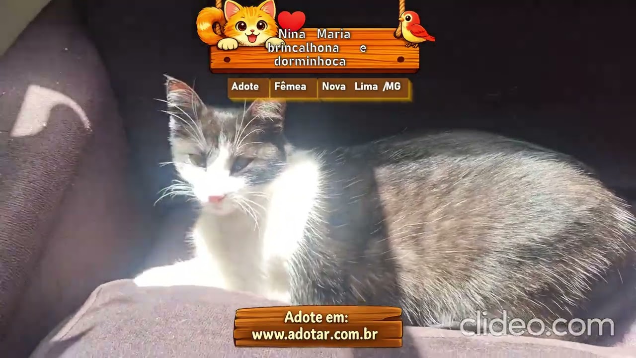 Gato raça SRD-ViraLata idade 2 a 6 meses nome Nina Maria brincalhona e dorminhoca