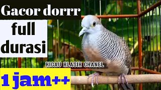 Download lagu perkutut lokal gacor, pancingan ampuh full durasi 1 jam mp3 Download lagu perkutut lokal gacor, pancingan ampuh full durasi 1 jam mp3