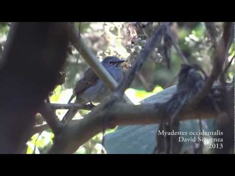 RE: Myadestes occidentalis