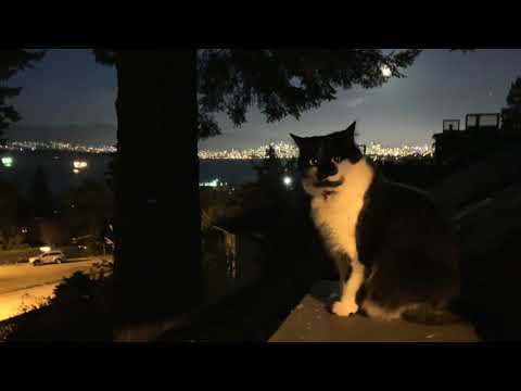 The Banshee's Cry, The Irish Rovers