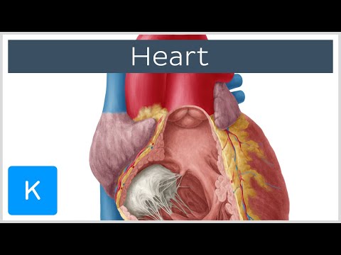 Anatomy of the Heart: Ventricles, Atria and Functions - Human Anatomy | Kenhub