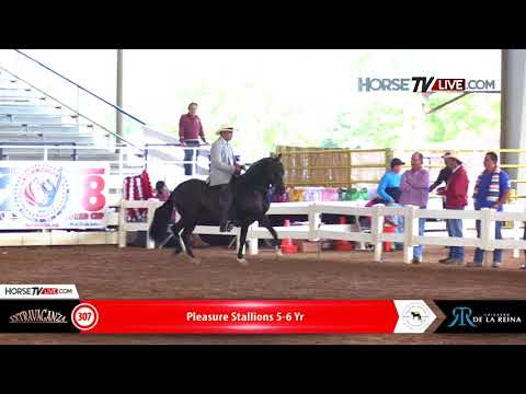 307 Pleasure Paso Fino Stallions 5 6 Yr Extravaganza Ocala 2018