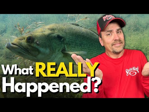 The TRUTH About BASS and CHANGING Conditions