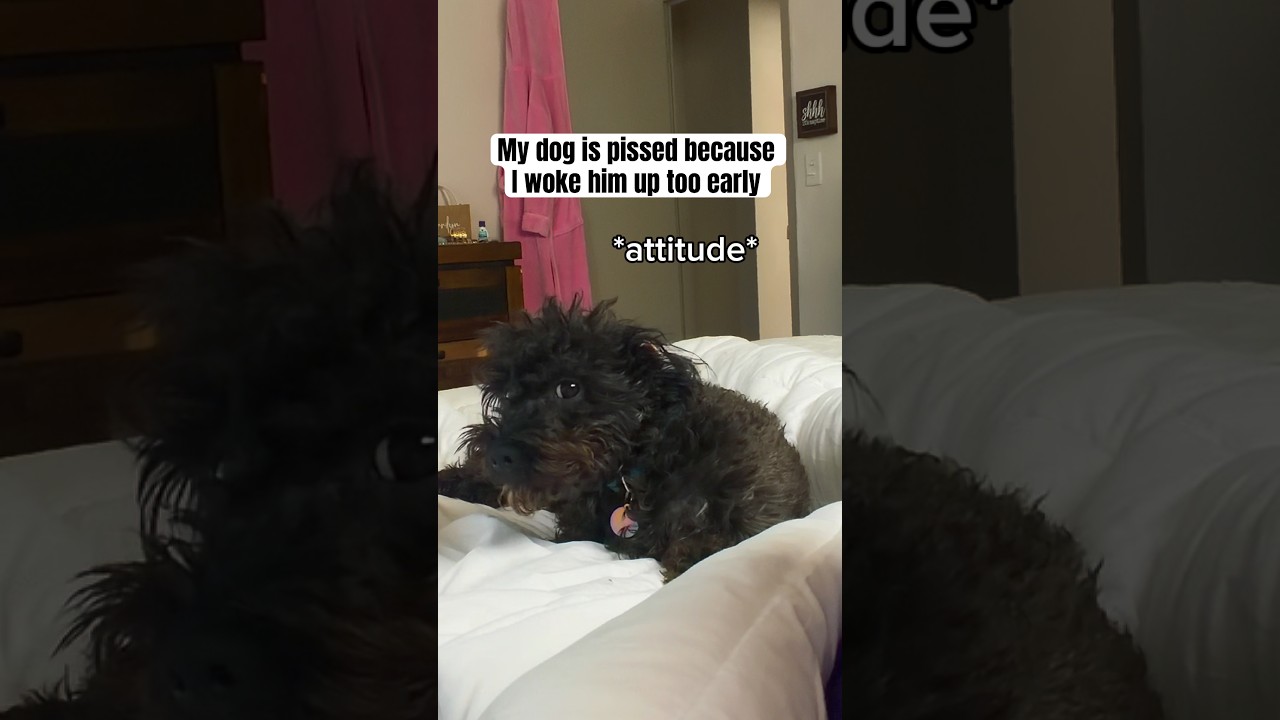 Waking my dog up out his sleep… LIKE HE DO ME EVERY OTHER DAY! 😂😂 #rescuedog #dogshorts #dogmom