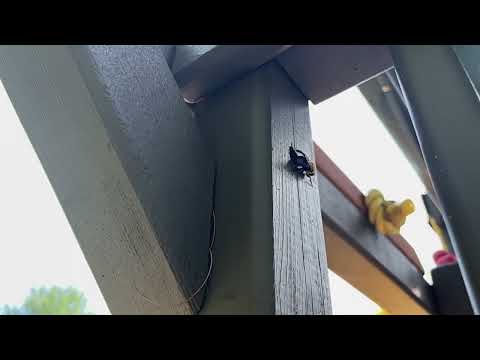 Carpenter Bees Boring into Playset in Colts Neck, NJ