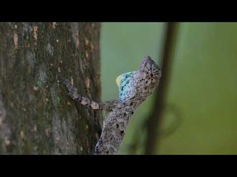 Flying Dragon (Draco sumatranus) Female Displays