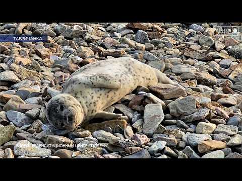 «Тюленятник и все-все-все»
