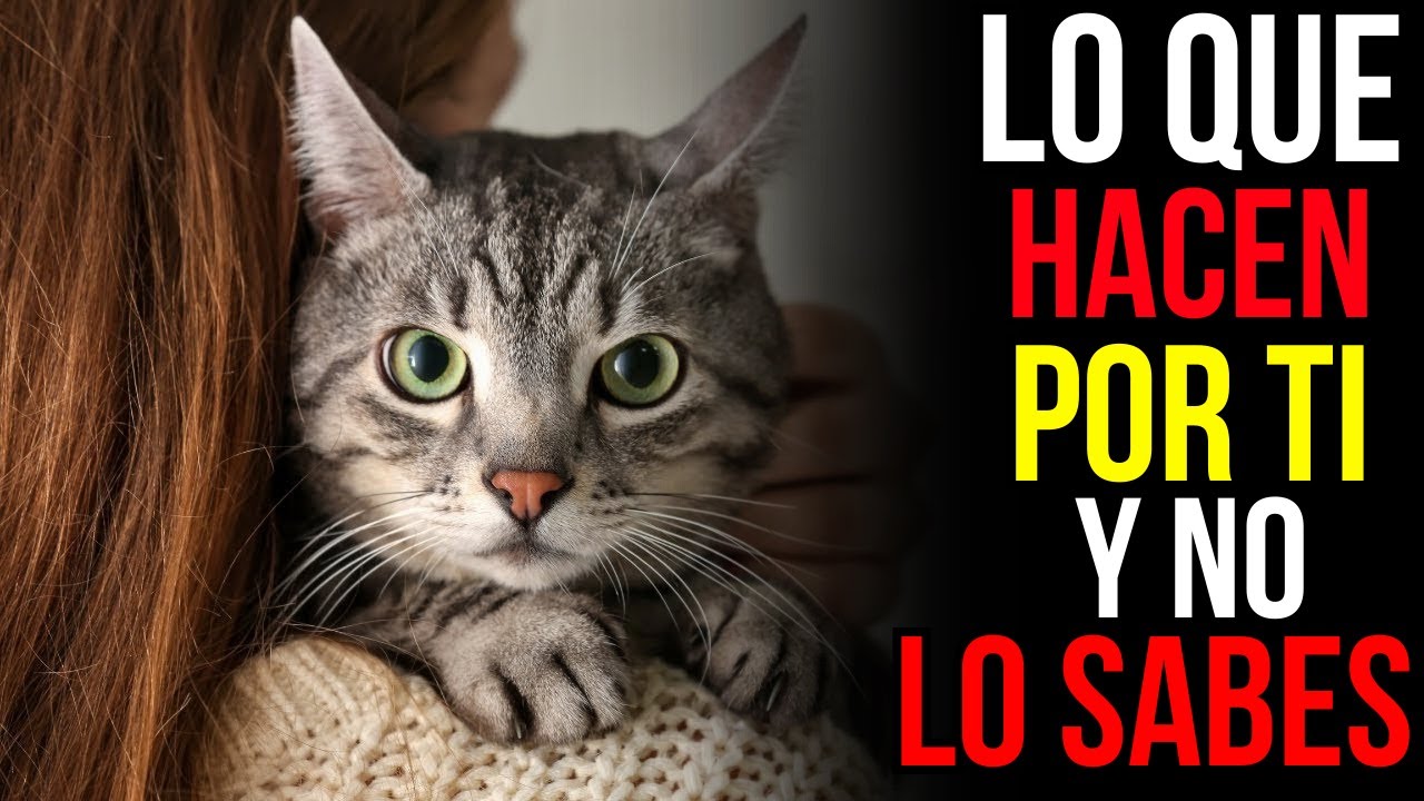 9 cosas que tu gato hace por ti sin que lo sepas