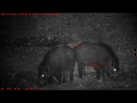 wanney e50-II+ wild boar hunting (Кабан с вышки)