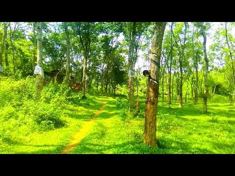 download lagu mp3 mp4 Nine Acres Wayanad, download lagu Nine Acres Wayanad gratis, unduh video klip Nine Acres Wayanad