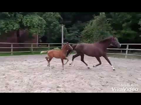 Sold Stutfohlen von Bonds - Floriscount - Rouletto