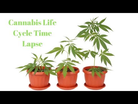 Cannabis Plant Life Cycle