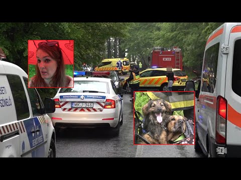 A mentőből nyugtatta a balesetben vétlen sofőr az okozót - a két kutyáját biztonságba helyezték