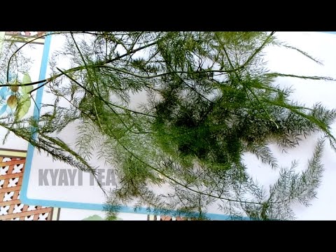 Eddagala Lirino Baliyita Kadaali Obadde Okimanyi nti Kadali Bwati Bwafanana