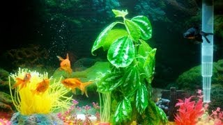 Does Your Fish Tank Need an Air Pump? | Aquarium Care