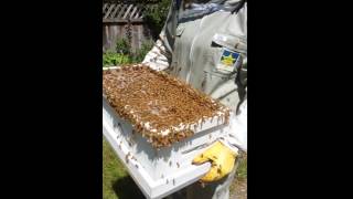 Catching A Honey Bee Swarm