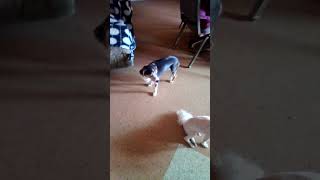 Video preview image #1 Beagle-Unknown Mix Puppy For Sale in Apple Valley, CA, USA