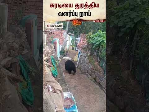 Kotagiri | Dog | Bear | கரடியை துரத்திய வளர்ப்பு நாய் | Sun News