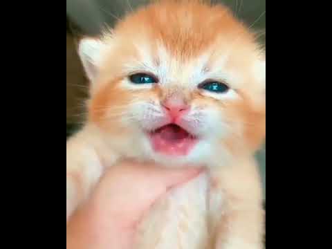 cute baby cat crying videos | OMG So Cute Cats ♥ Best Funny Cat Videos #09