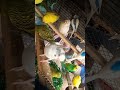 #birds​ #budgiecolony​ #parrot​ #parakeet​🤣