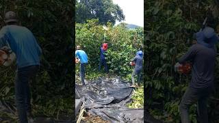 Download lagu unique coffee harvesting tools #shorts #tips #farming mp3
