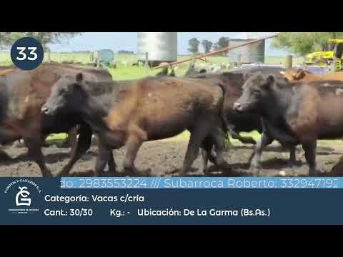 Lote VC C/ Cria -  De la Garma Bs As