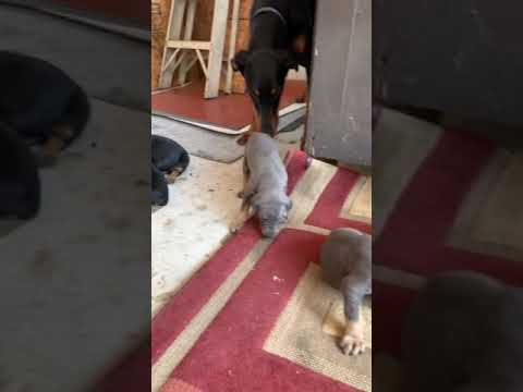 Week 4 Doberman puppies