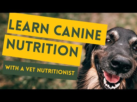 Canine nutrition course in 5 minutes - take your dog's health into your own hands