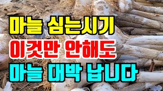 마늘 심는시기 벌마늘 통터짐마늘 안생기게 이렇게해야 마늘 대박납니다.